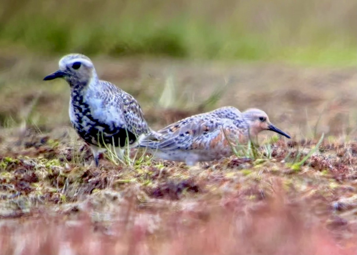 Black-bellied Plover - Detlef Buettner