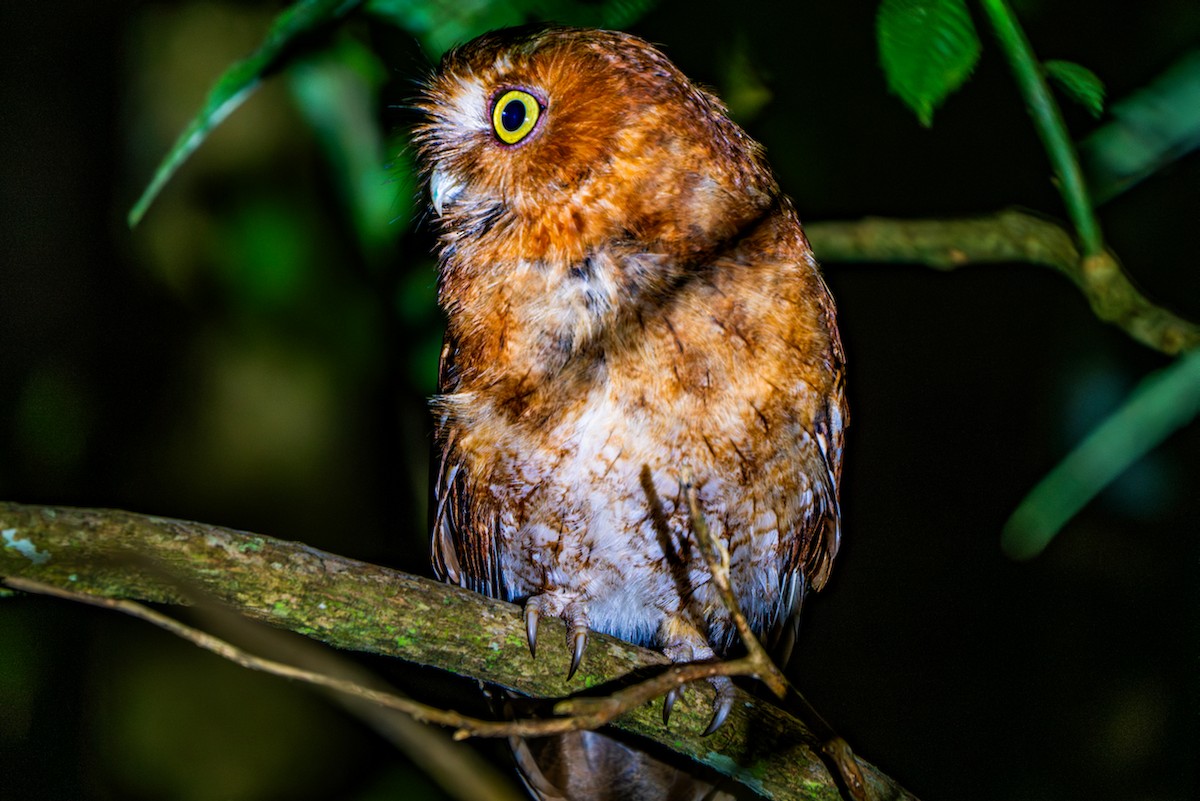 Santa Marta Screech-Owl - Vimal Konduri