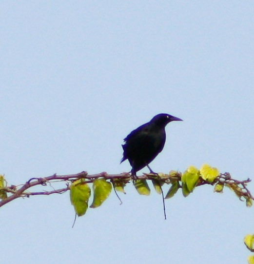 Greater Antillean Grackle - ML619474298