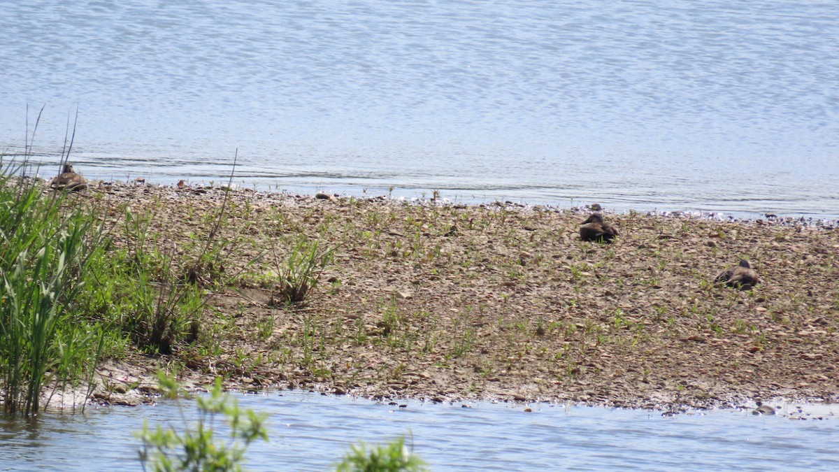 Eastern Spot-billed Duck - YUKIKO ISHIKAWA