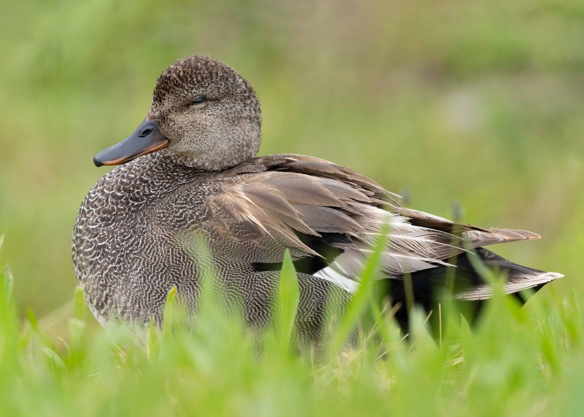 Gadwall - Sue Cook