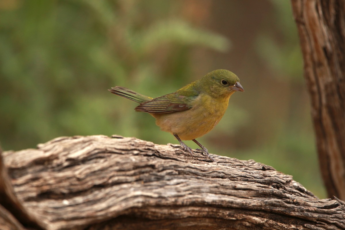 Painted Bunting - Jesse Pline