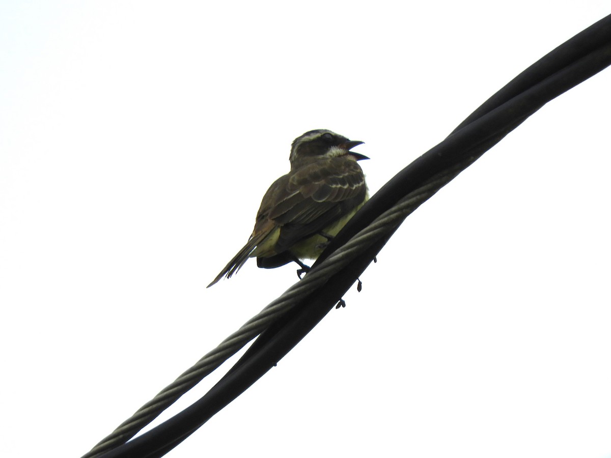 Piratic Flycatcher - ML619474317