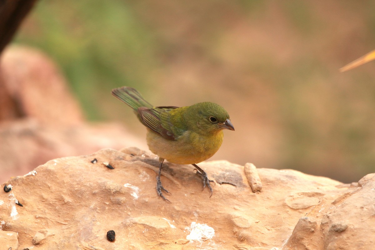 Painted Bunting - Jesse Pline