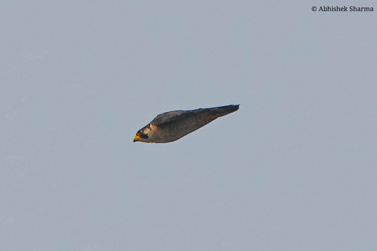 Peregrine Falcon - Abhishek Sharma