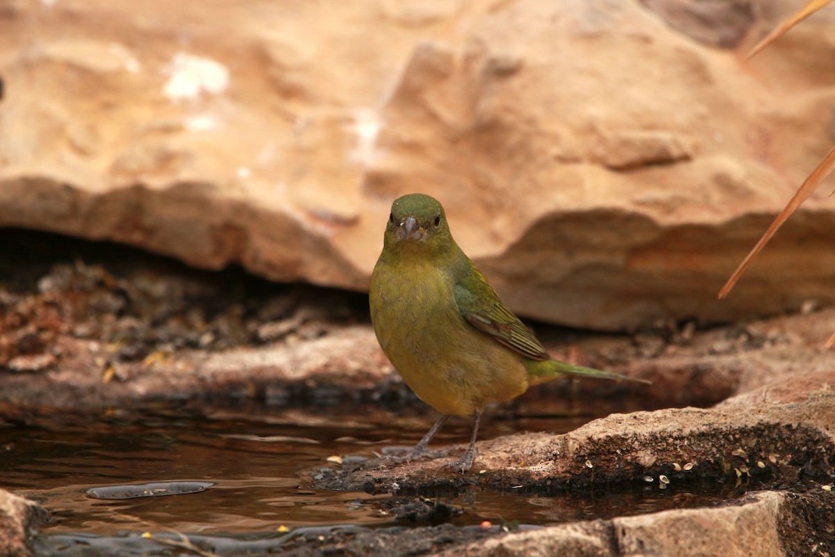 Painted Bunting - Jesse Pline