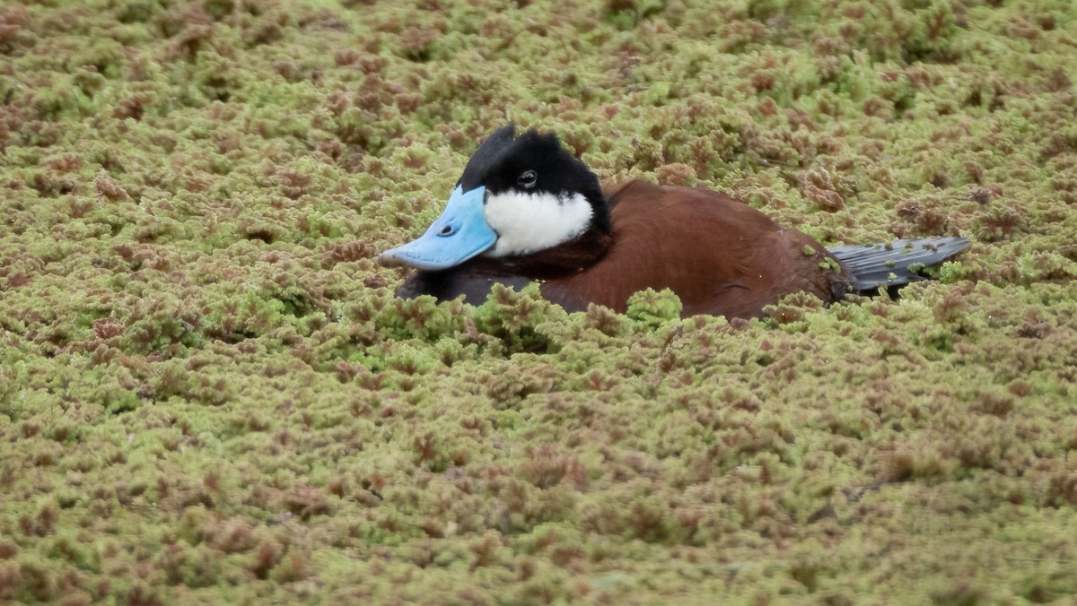 Ruddy Duck - Sue Cook