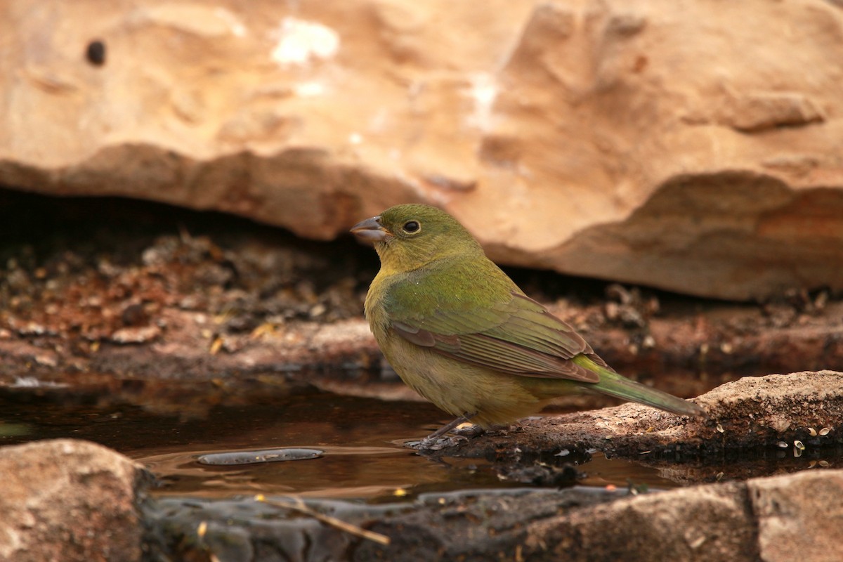 Painted Bunting - Jesse Pline