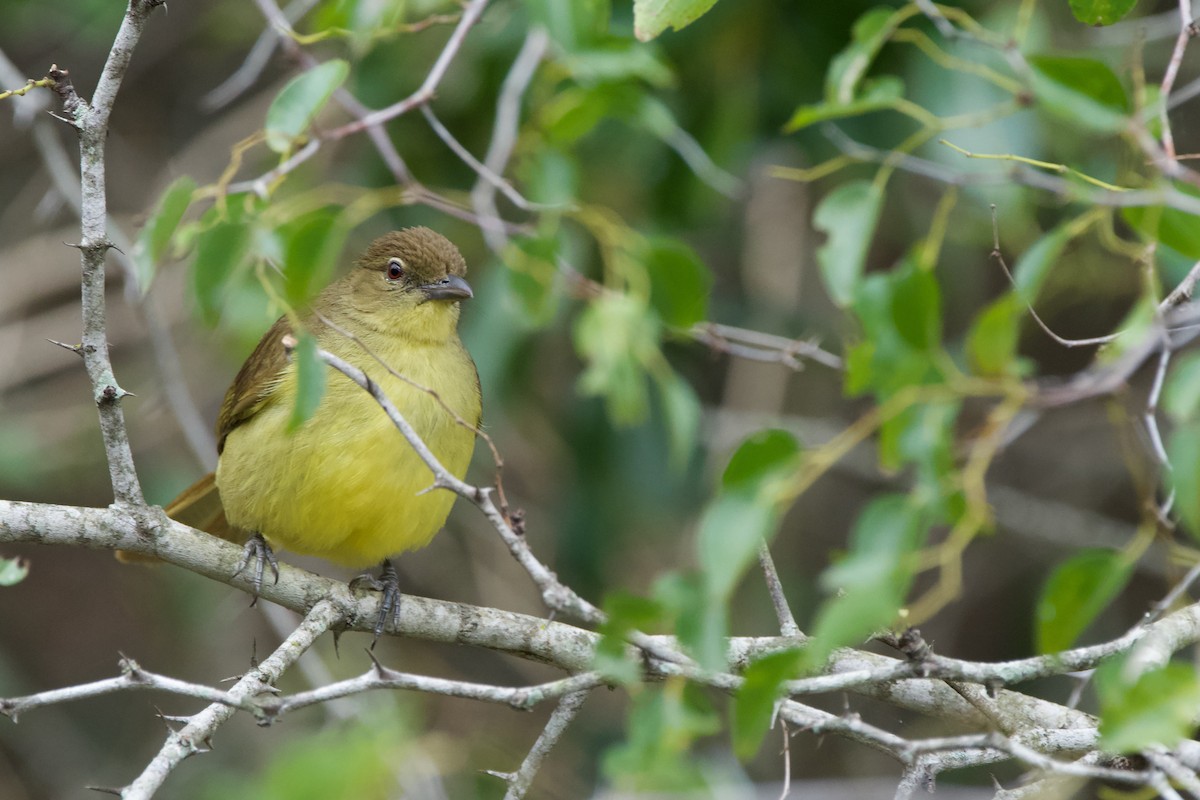 Yellow-bellied Greenbul - Nick Leiby