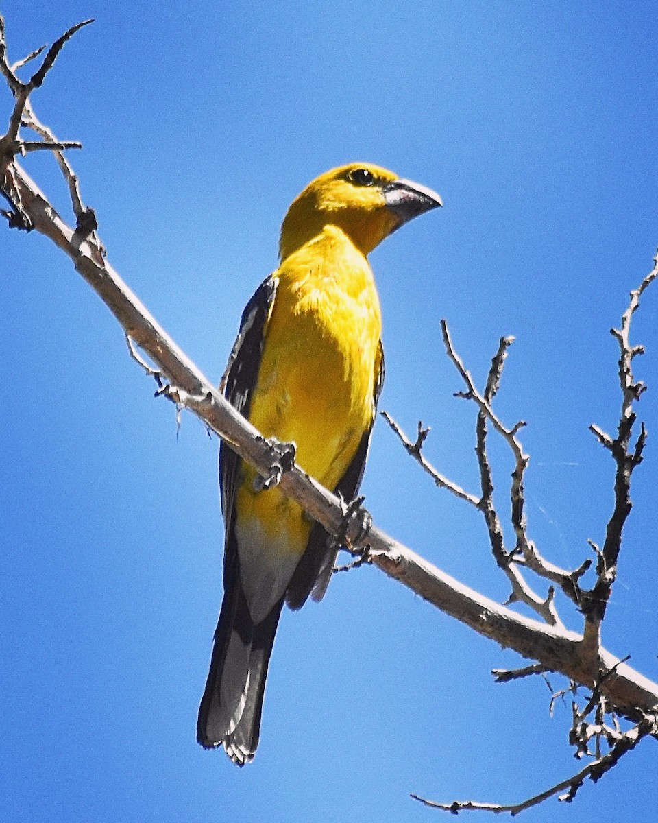 Yellow Grosbeak - Jeff Ladderud