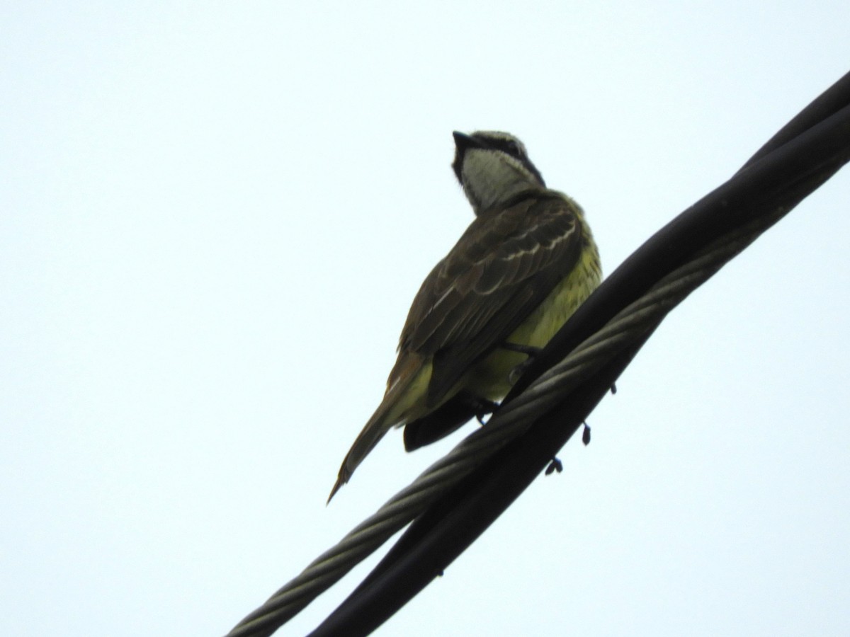 Piratic Flycatcher - ML619474328