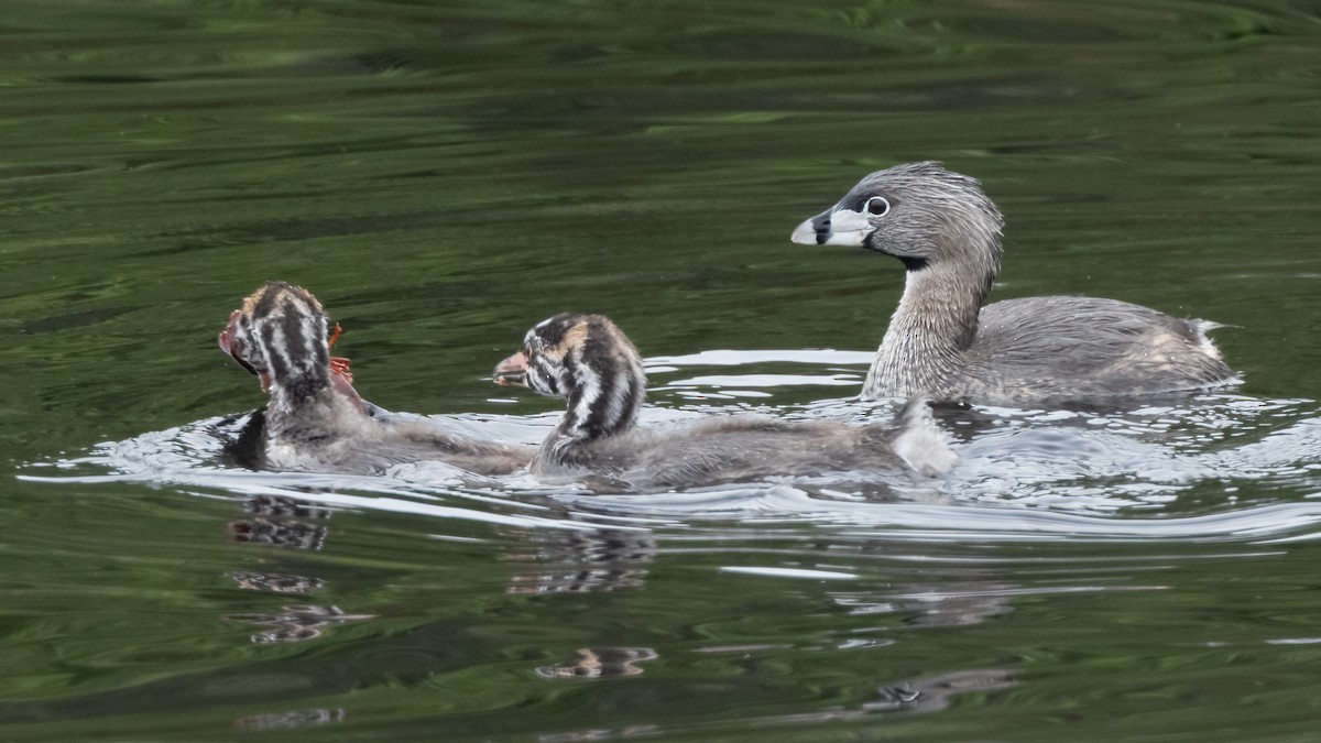 Pied-billed Grebe - Sue Cook