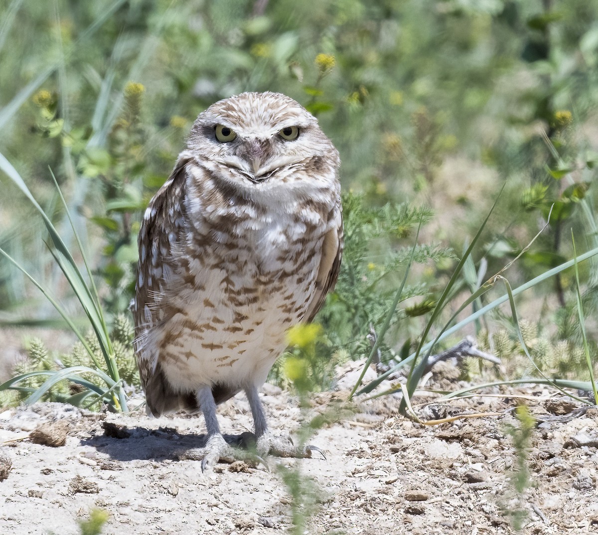 Burrowing Owl - Louisa Evers