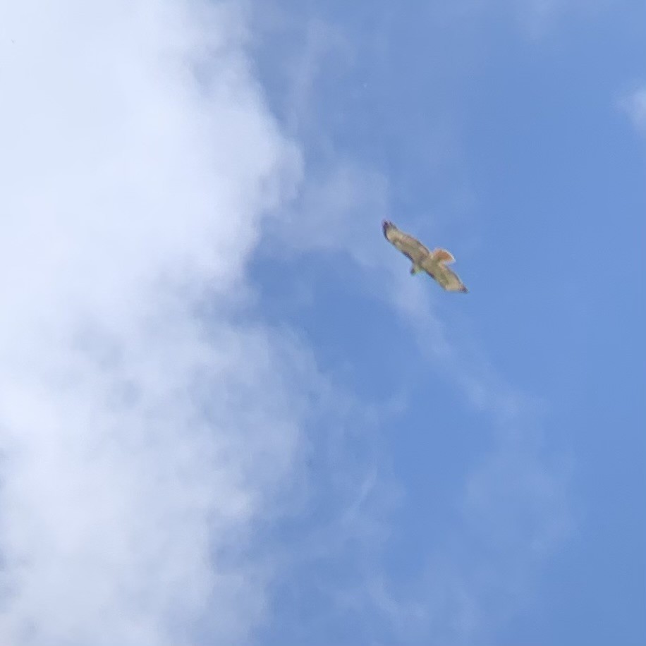 Red-tailed Hawk - Rob Kent de Grey