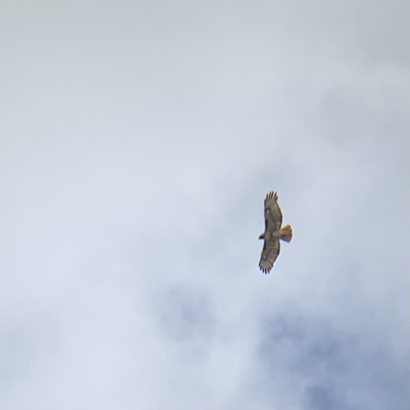 Red-tailed Hawk - Rob Kent de Grey