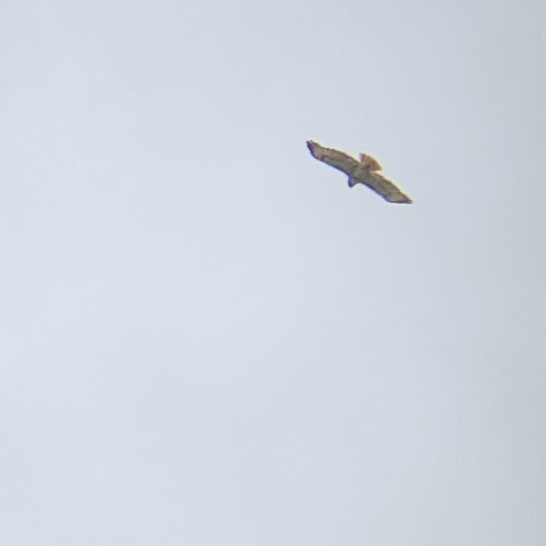 Red-tailed Hawk - Rob Kent de Grey