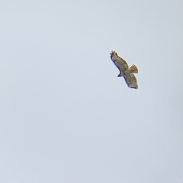 Red-tailed Hawk - Rob Kent de Grey