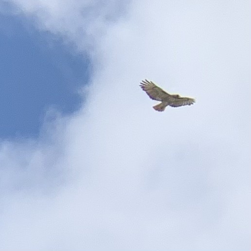 Red-tailed Hawk - Rob Kent de Grey