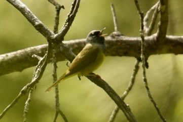 MacGillivray's Warbler - patrick broom