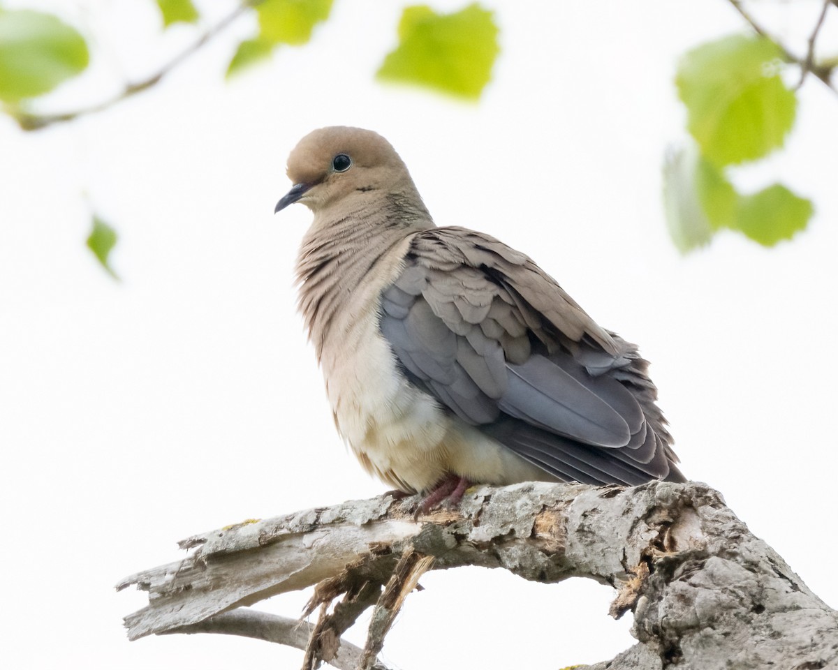 Mourning Dove - Sue Cook