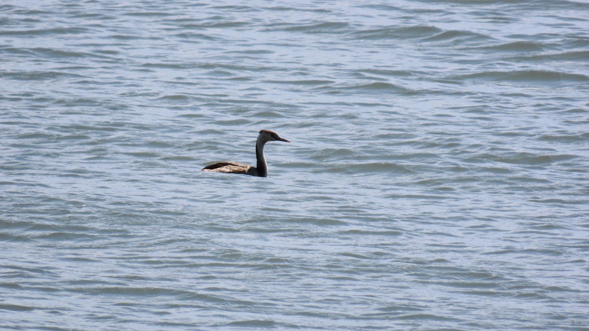 Great Crested Grebe - ML619474359