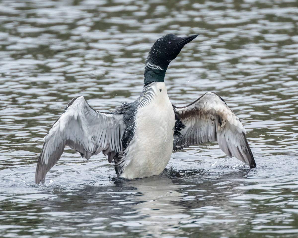 Common Loon - Sue Cook