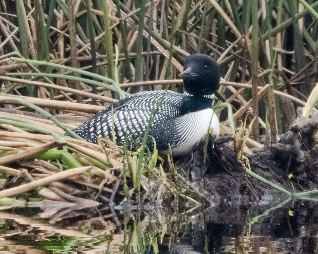 Common Loon - Sue Cook