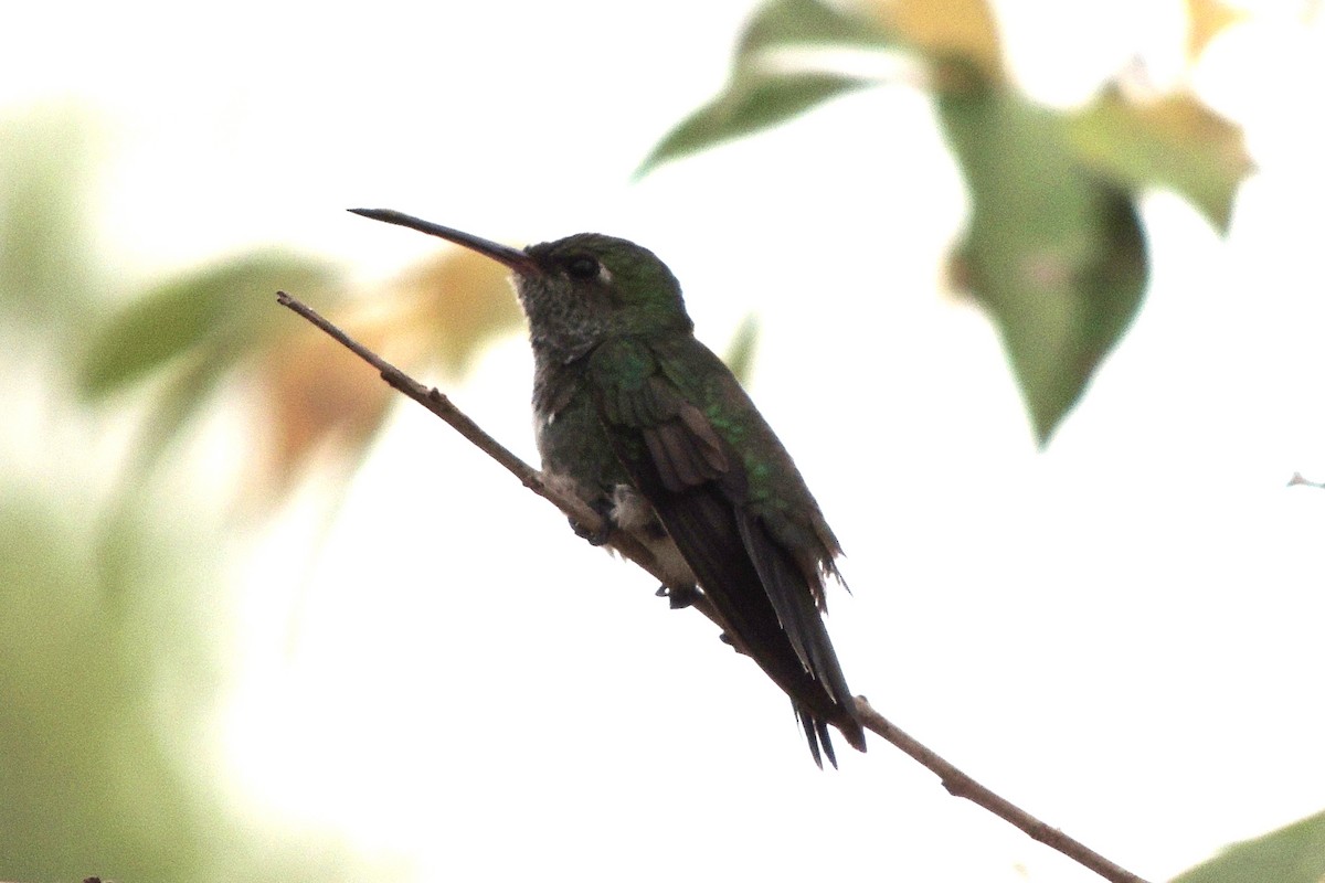 Glittering-throated Emerald - Licinio Garrido Hoyos