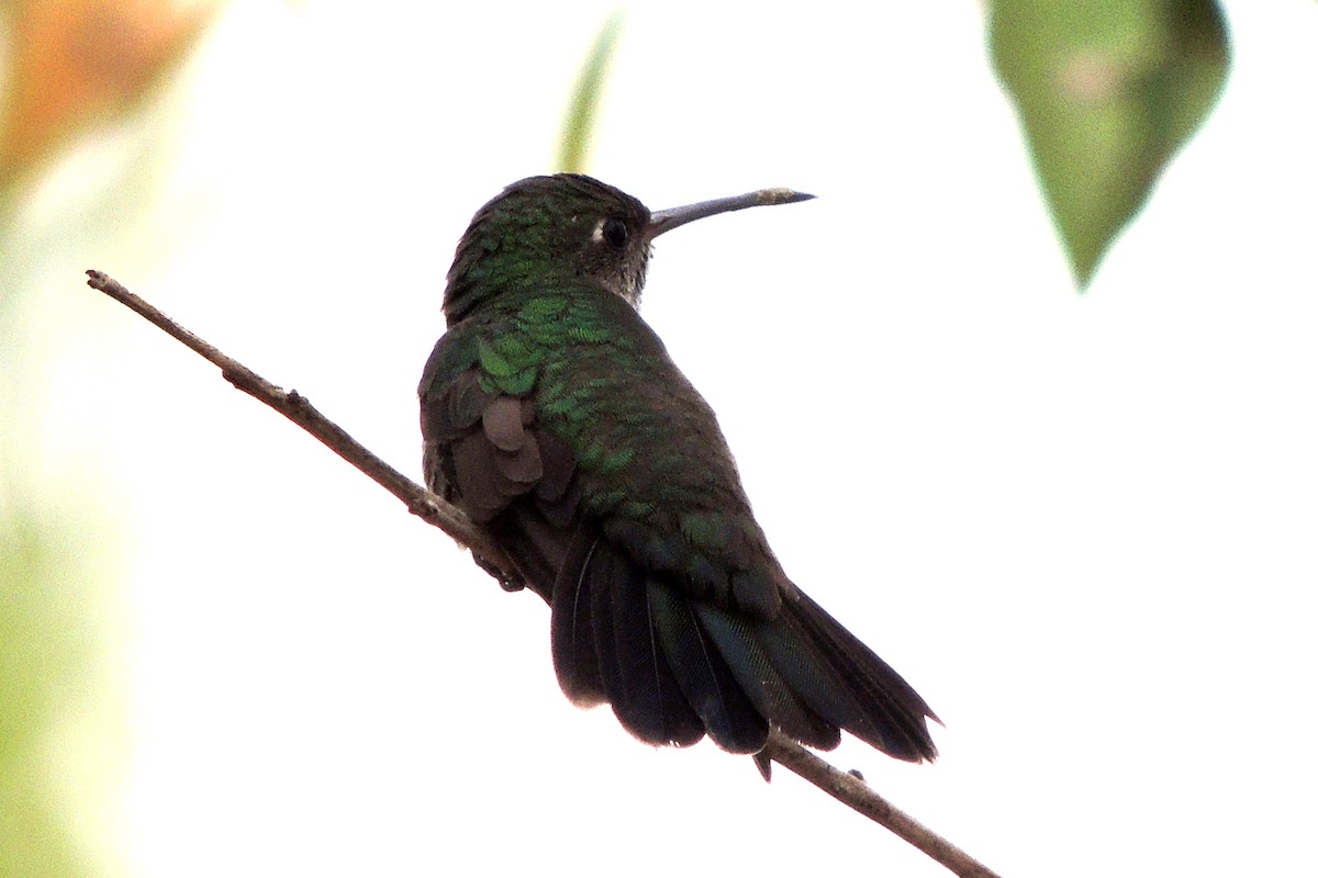 Glittering-throated Emerald - Licinio Garrido Hoyos