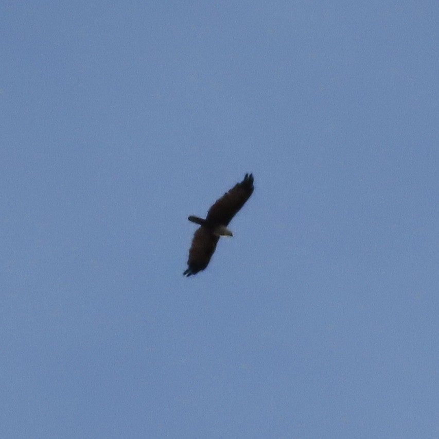 Brahminy Kite - Dominique Dodge-Wan