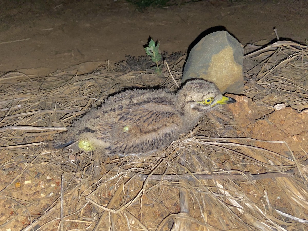 Eurasian Thick-knee - Antonio Xeira