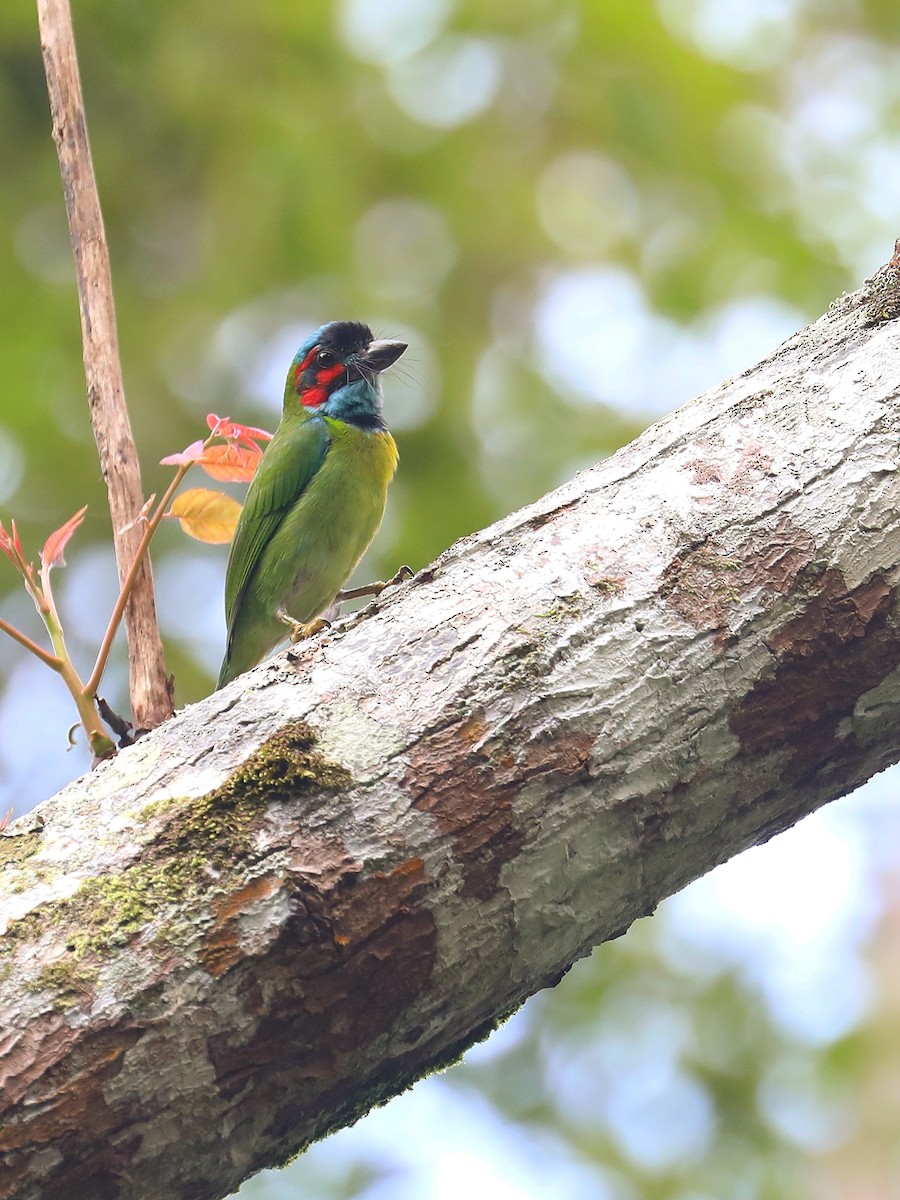 Black-eared Barbet - ML619474379