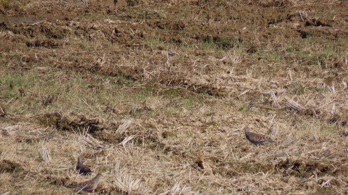 Oriental Turtle-Dove - YUKIKO ISHIKAWA