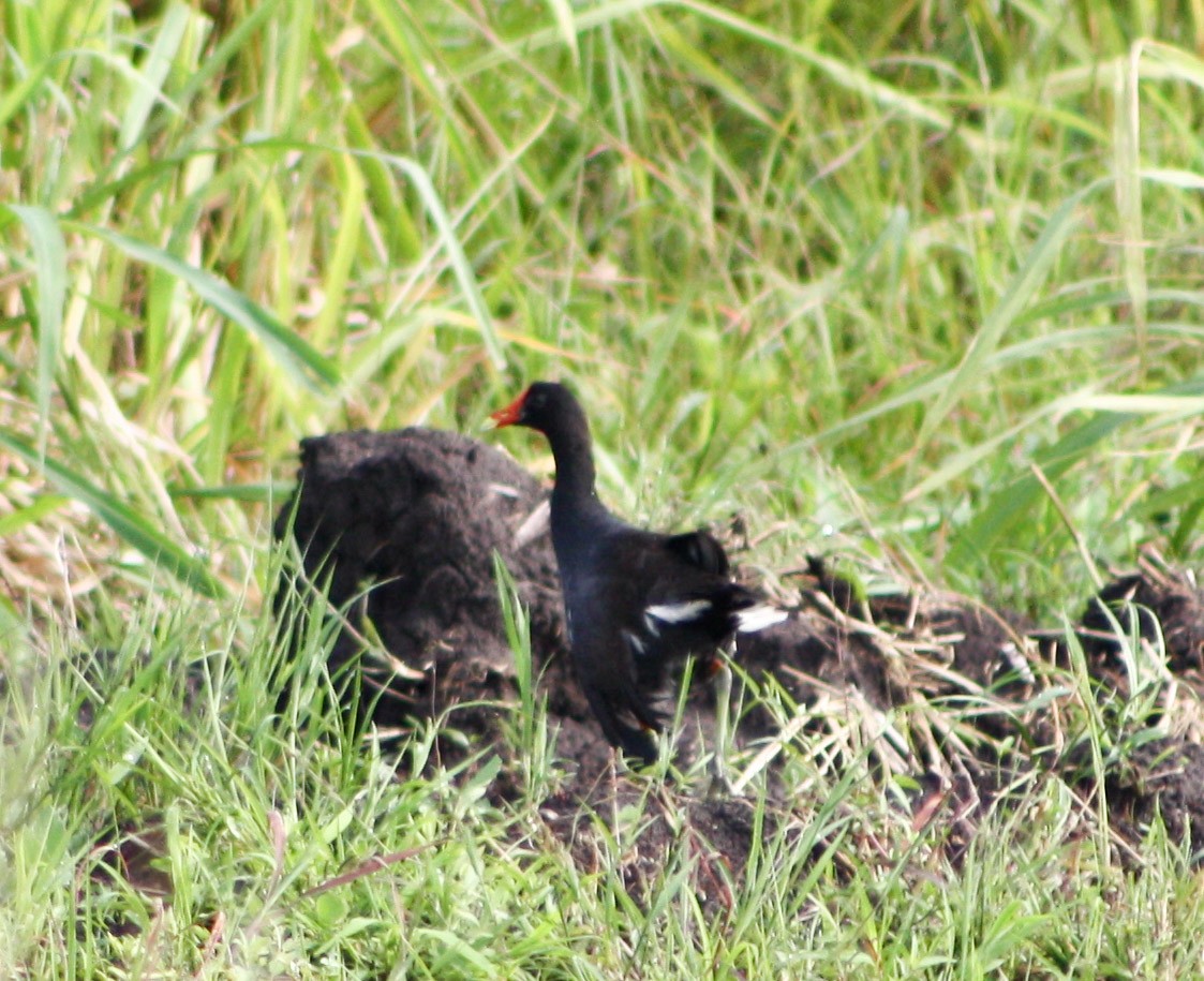 Common Gallinule - Serguei Alexander López Perez