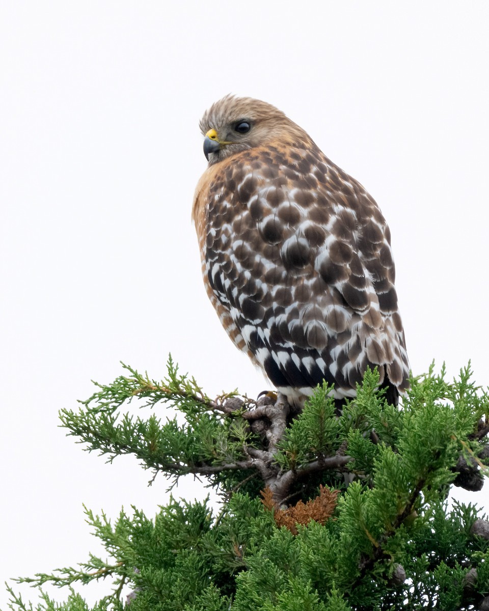 Red-shouldered Hawk - Sue Cook