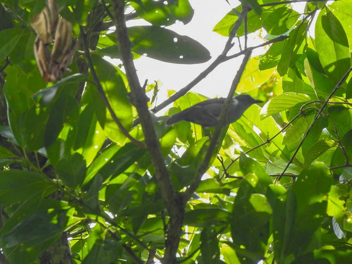 Sulphur-rumped Tanager - Fabian Torres