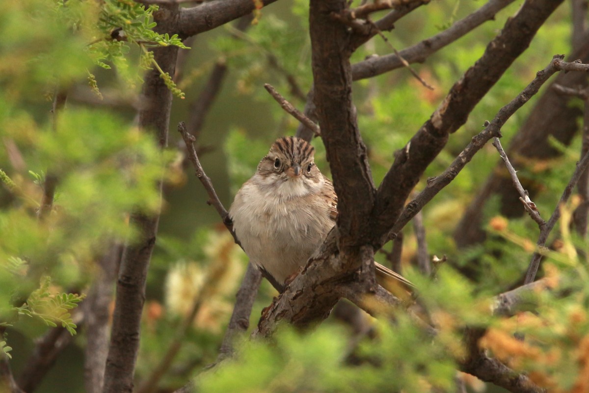 Brewer's Sparrow - Jesse Pline