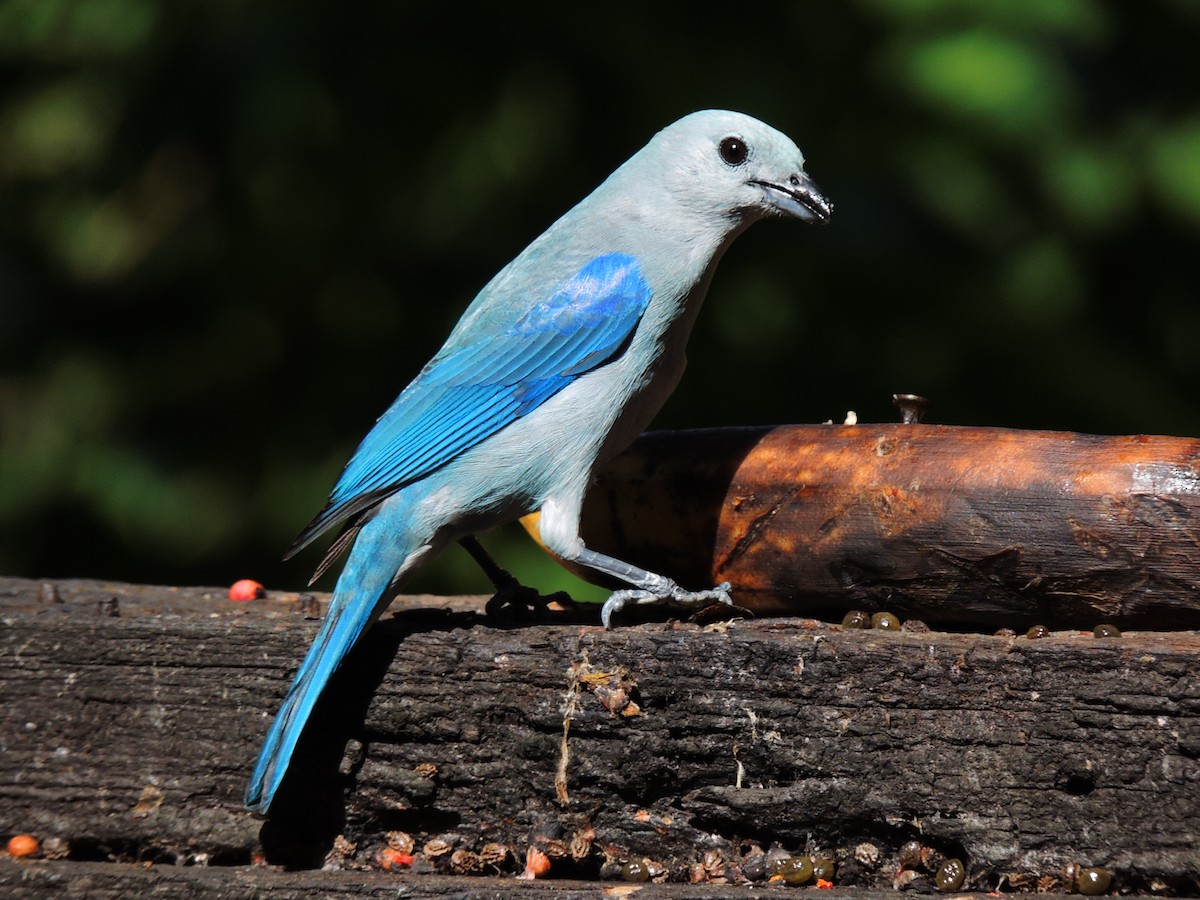 Blue-gray Tanager - Roger Lambert