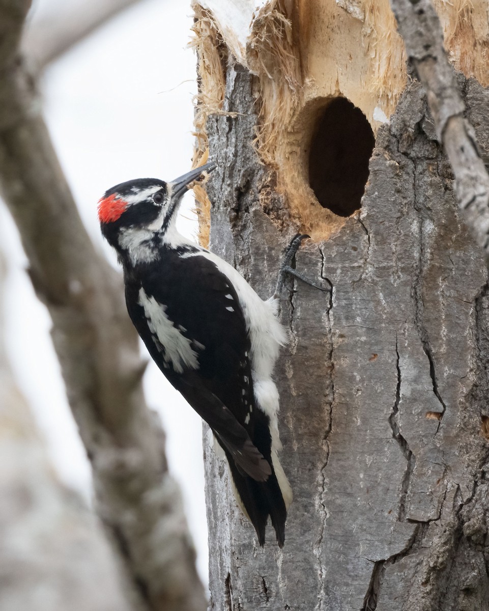 Hairy Woodpecker - Sue Cook