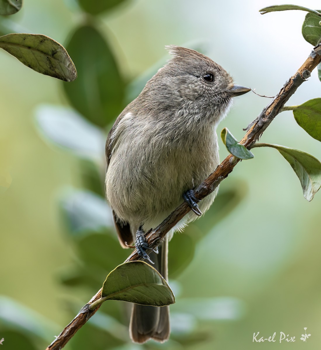 Oak Titmouse - Ka-eL Dino