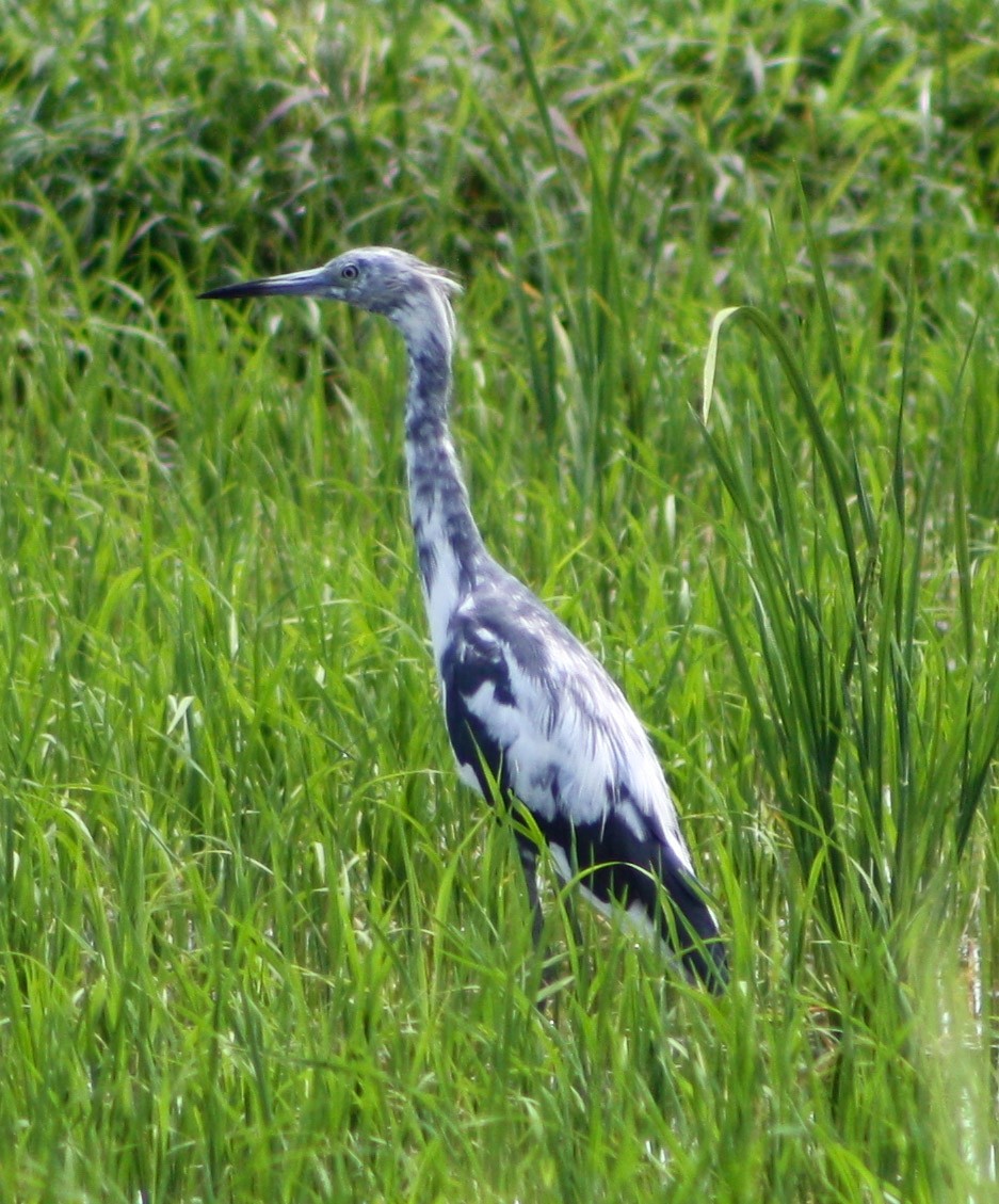 Little Blue Heron - Serguei Alexander López Perez