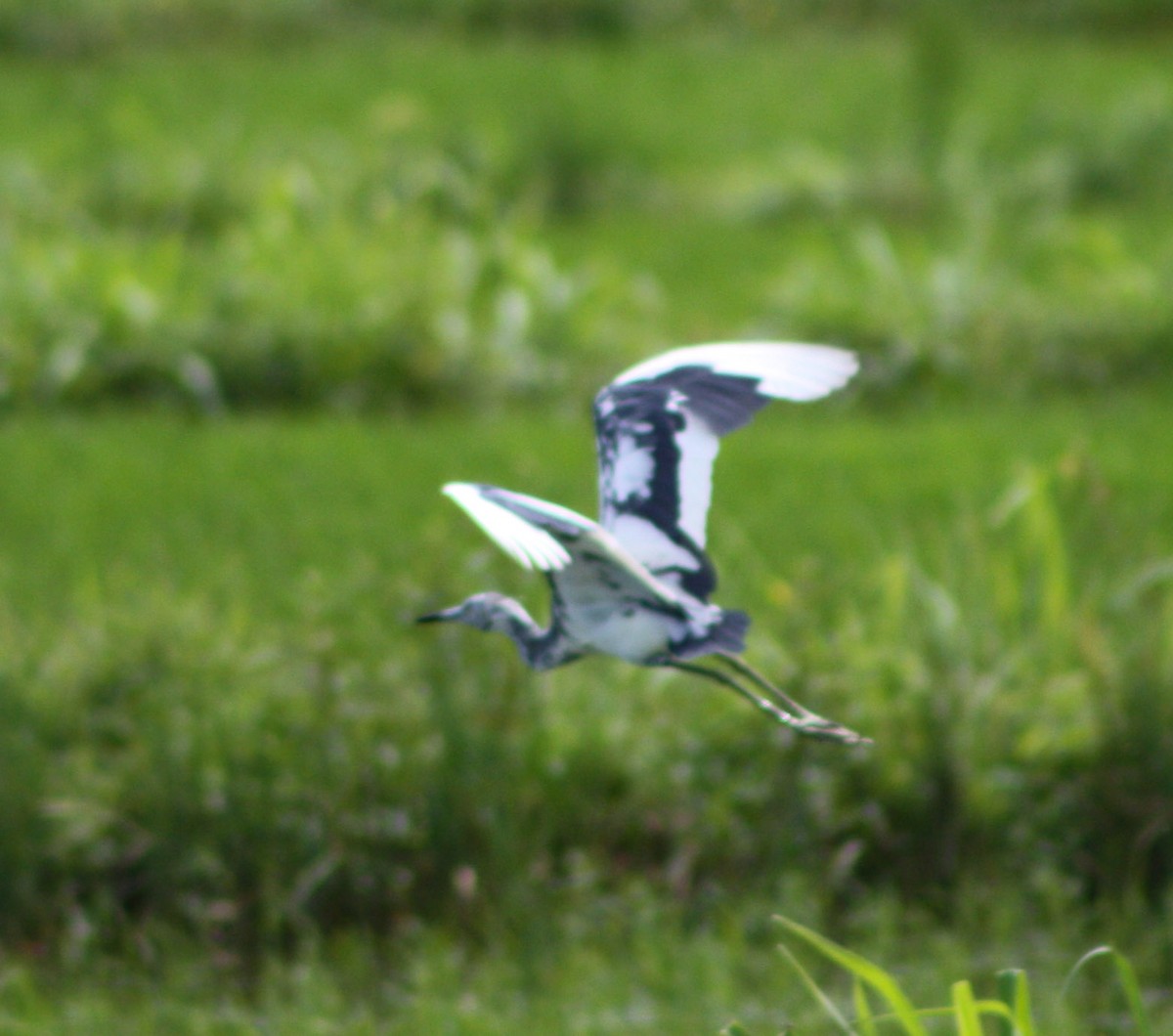 Little Blue Heron - Serguei Alexander López Perez