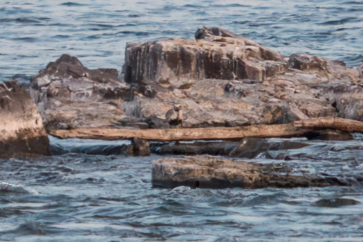 Black-bellied Plover - Robert Lussier