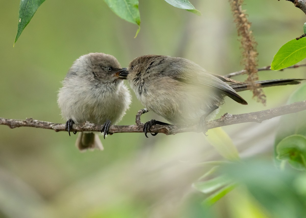 Bushtit - Sue Cook