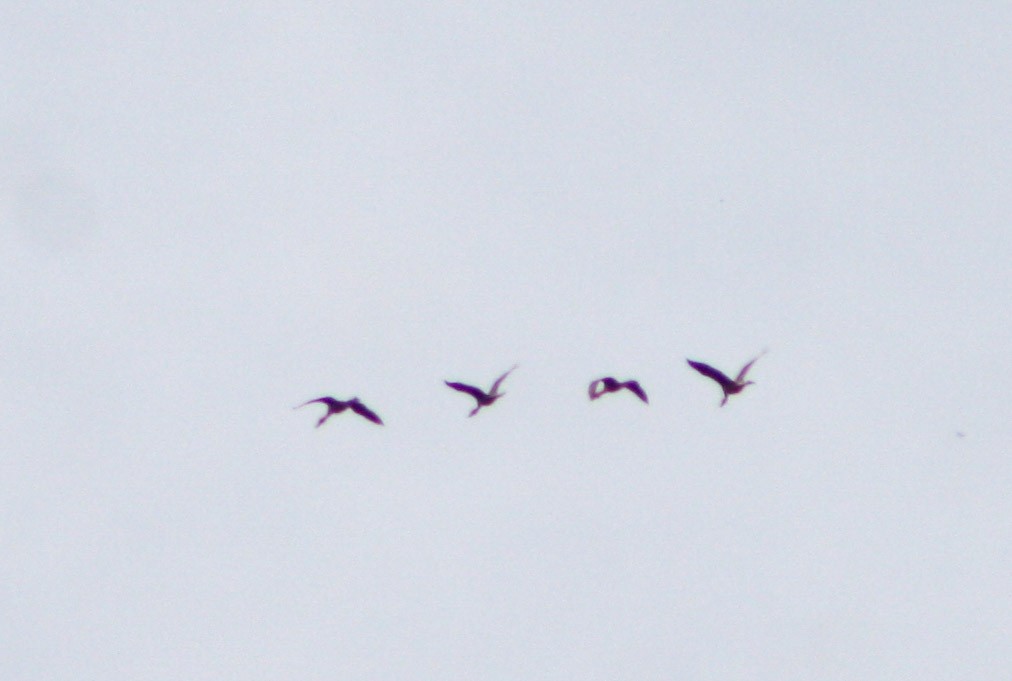 Fulvous Whistling-Duck - Serguei Alexander López Perez