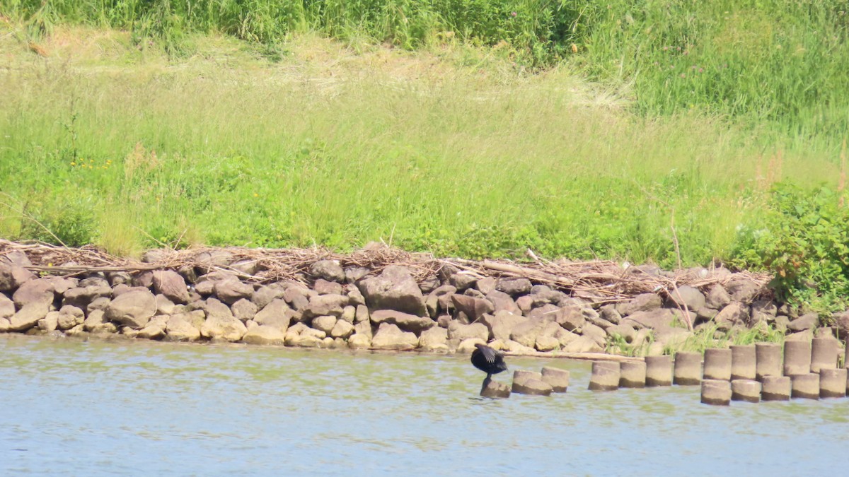 Great Cormorant - YUKIKO ISHIKAWA