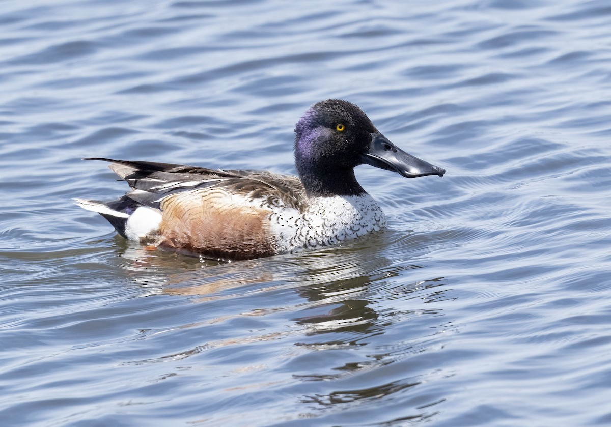 Northern Shoveler - Louisa Evers