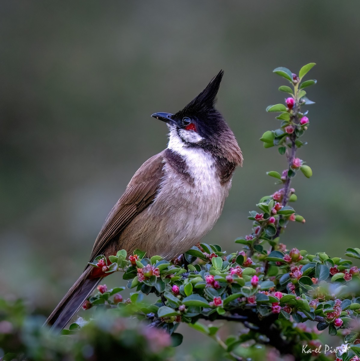 Red-whiskered Bulbul - ML619474417