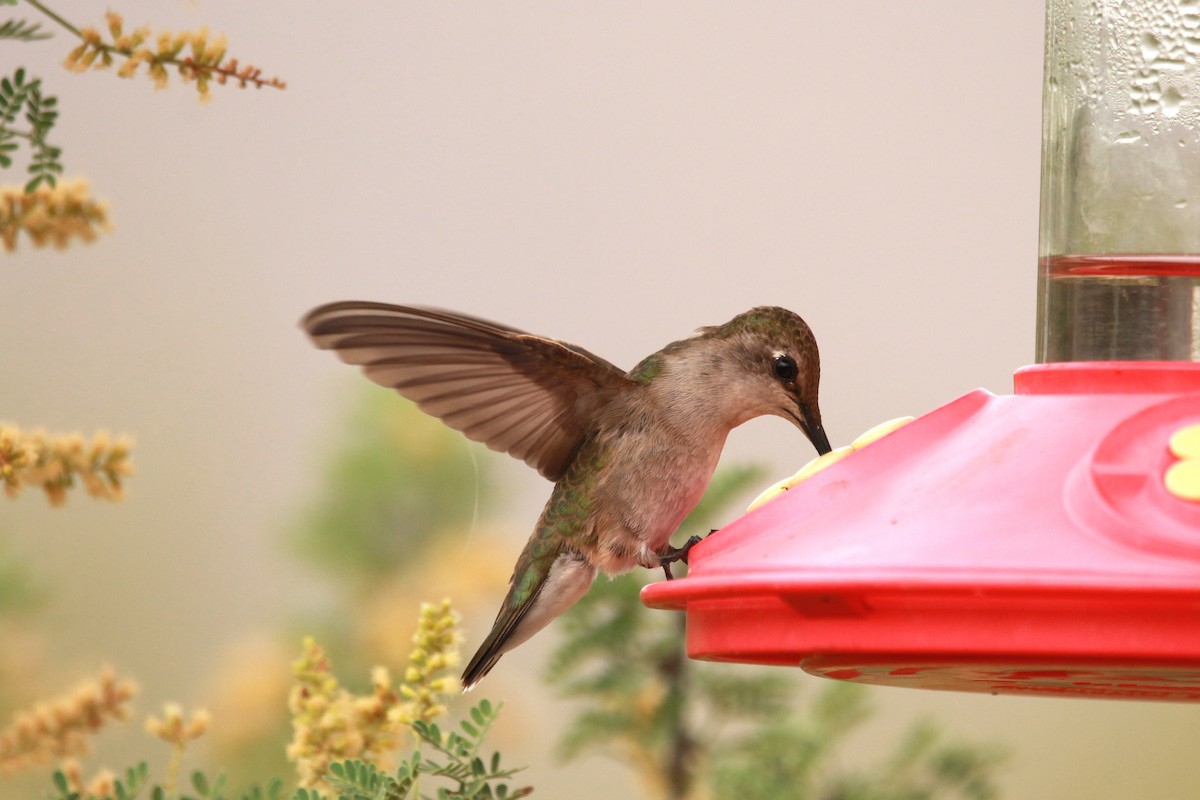 Black-chinned Hummingbird - Jesse Pline