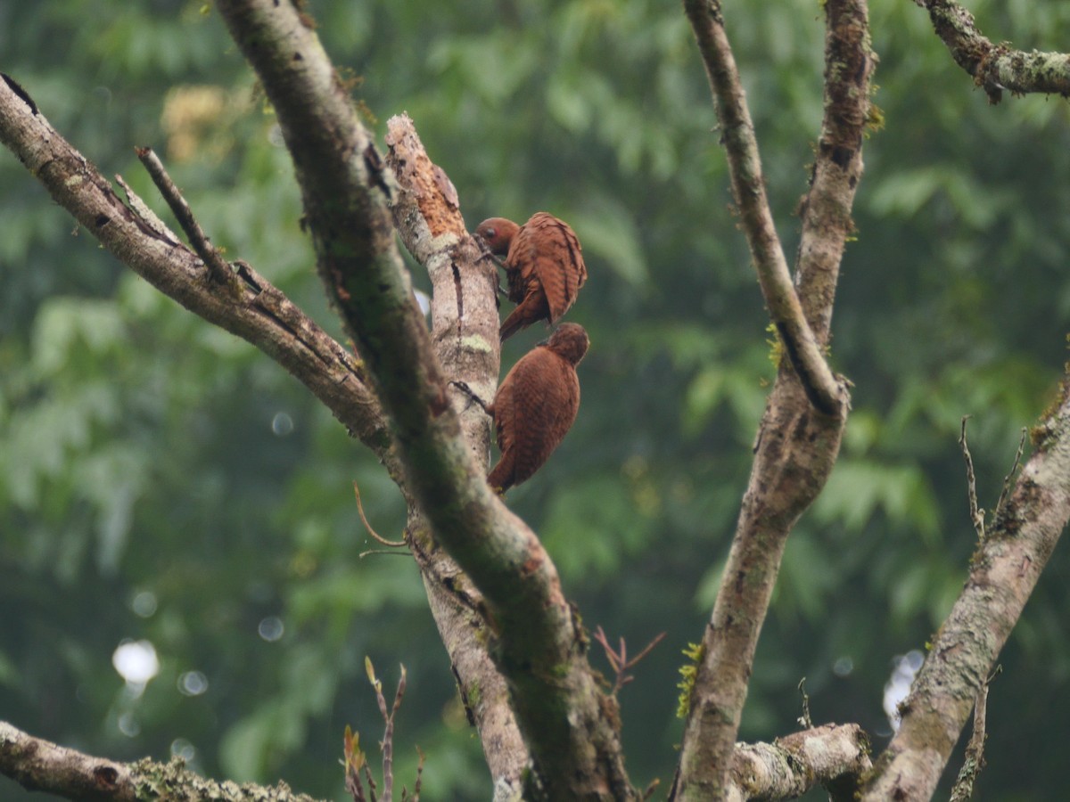 Rufous Woodpecker - Smitha Suresh